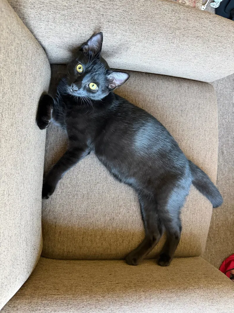 Embry, a male kitten up for adoption
