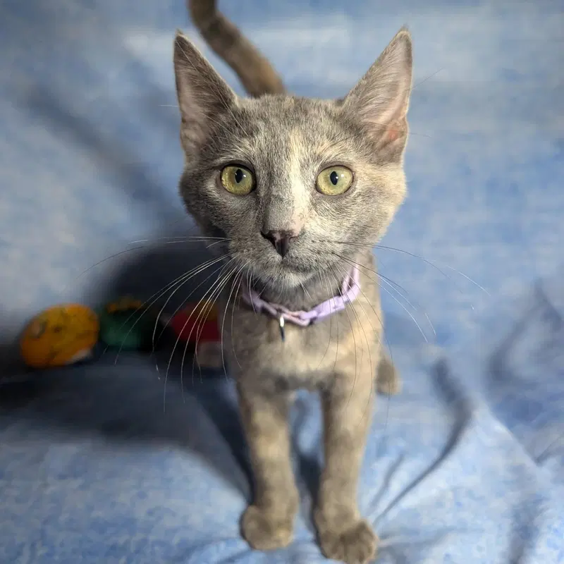 Marbella, a female Dilute Tortoiseshell kitten up for adoption