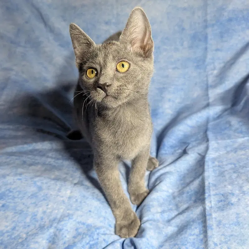 Lucca, a male kitten up for adoption