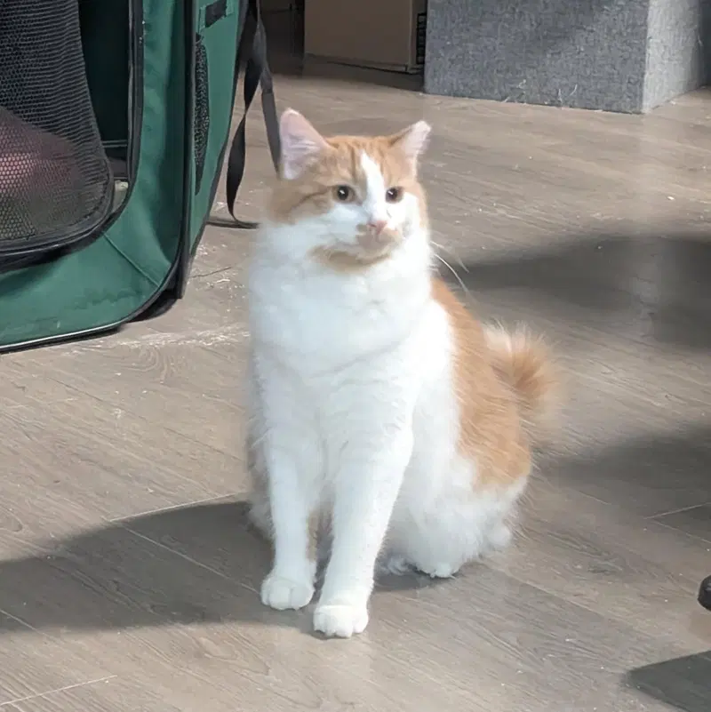 Eden, an adult female cat up for adoption