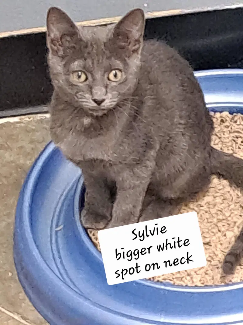 Silvie, photo 4