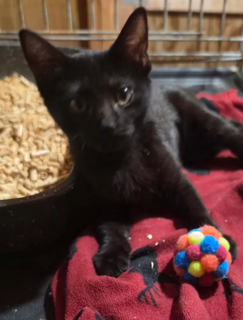 August, a female kitten up for adoption