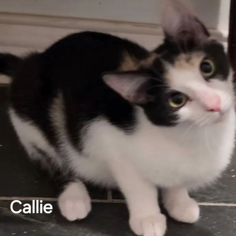 Callie, photo 2