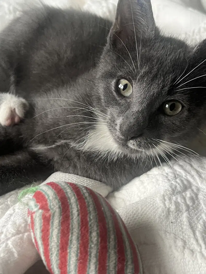 Akebia Nagle, a male kitten up for adoption