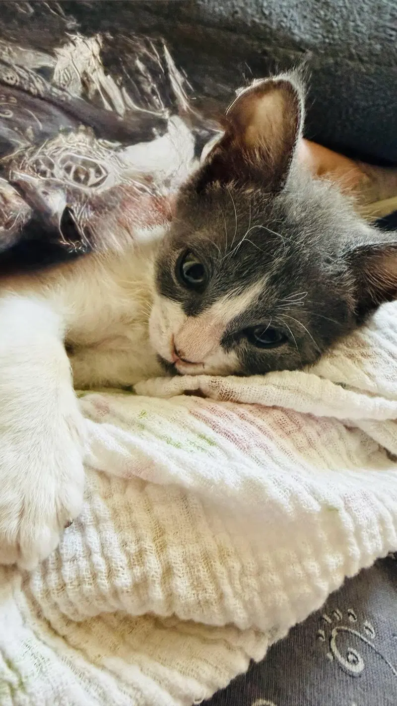 Foil, photo 3