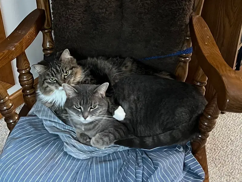 Zoey and Ellie, adult female cats up for adoption