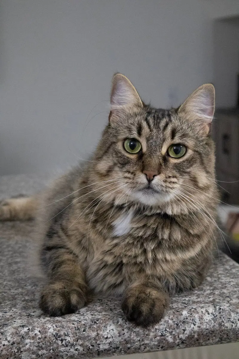 Carmen, an adult female cat up for adoption