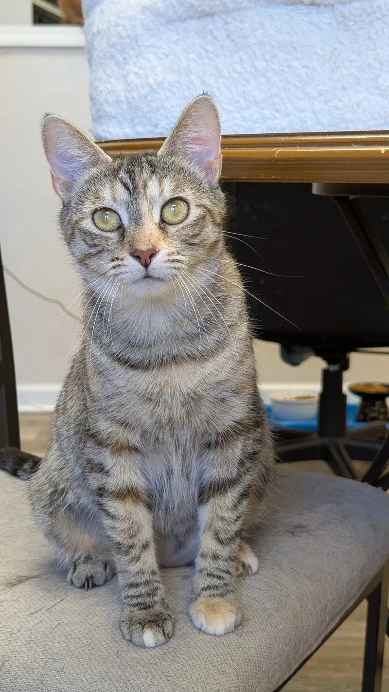 Moon, an adult female Calico cat up for adoption