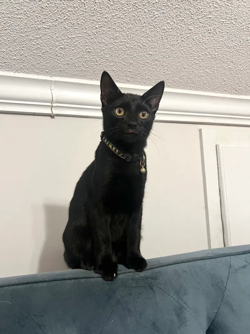 Gonzo, a male cat up for adoption