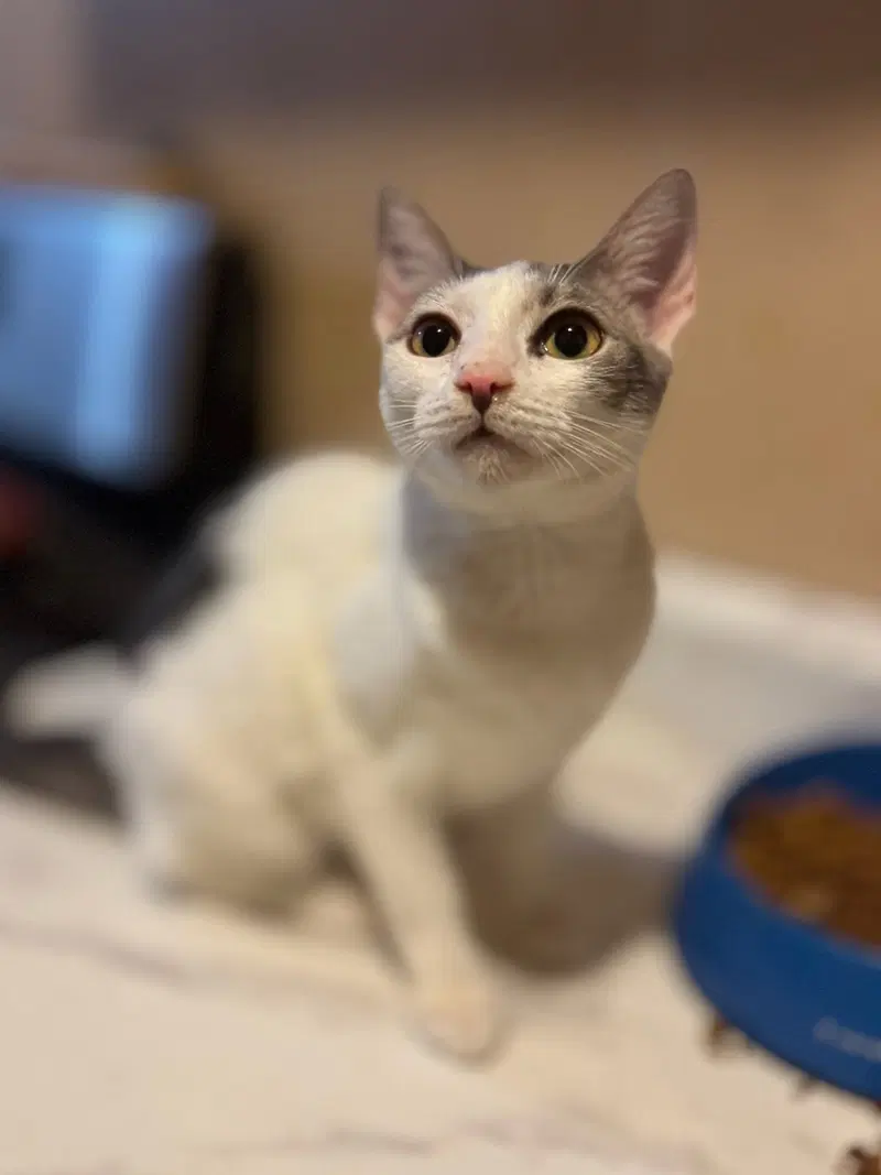 Rosy, a young female cat up for adoption