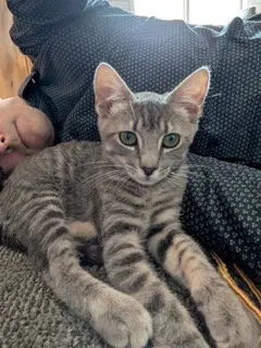 Remy, photo 2