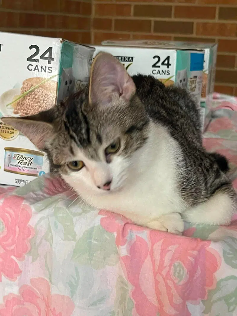 Sasha, photo 3