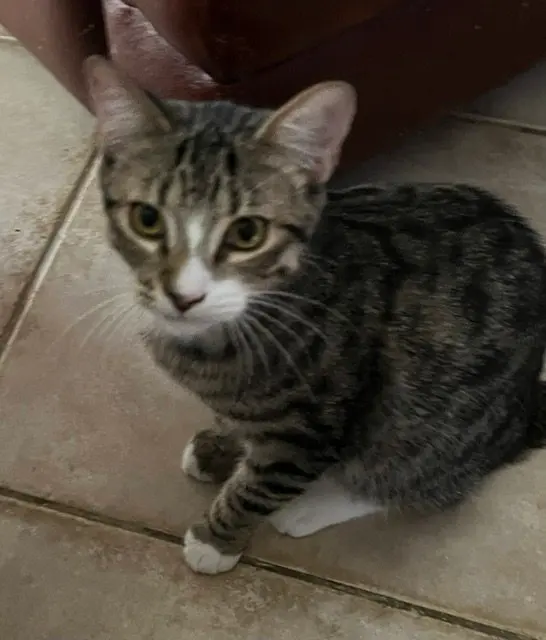 Loki, photo 3