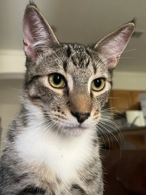 Clifford, a male kitten up for adoption
