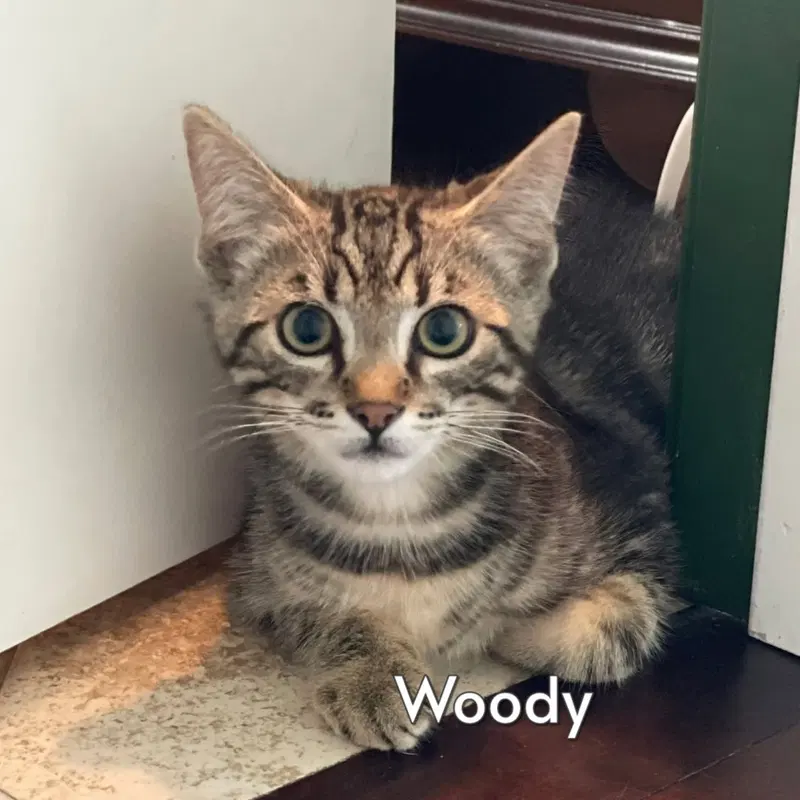 Woody, a male Tabby kitten up for adoption