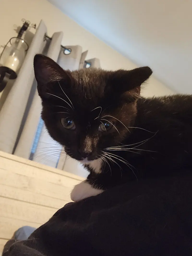 Doritos, a female kitten up for adoption