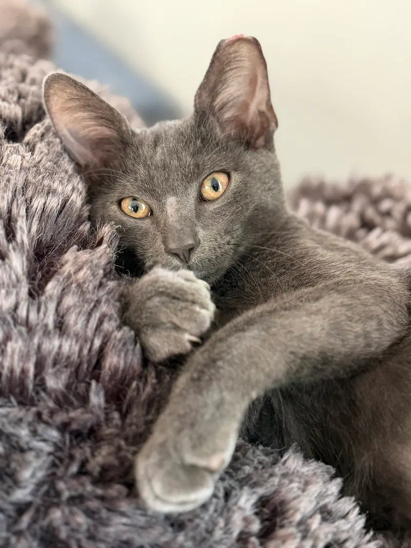 Greyson, a male kitten up for adoption