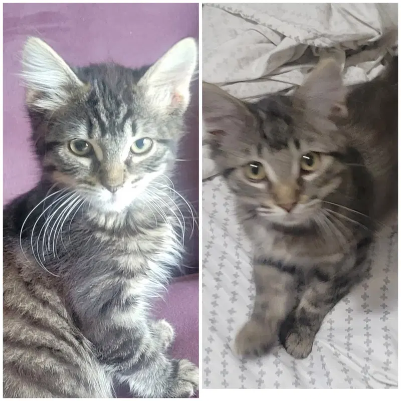 Wolfey and Spice, male kittens up for adoption