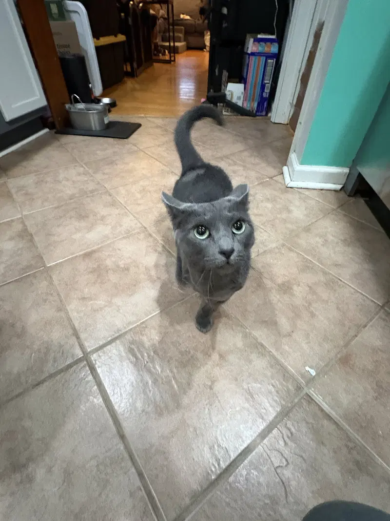 Church, an adult female cat up for adoption