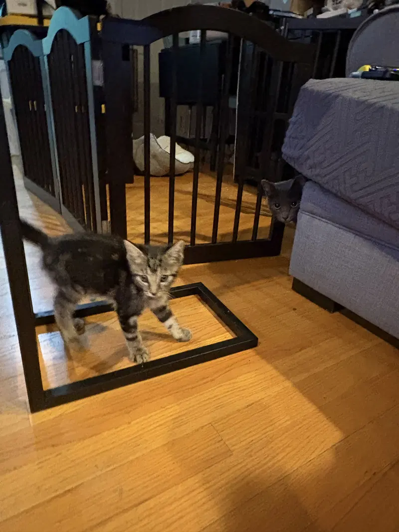 Christoper Lee, a male kitten up for adoption