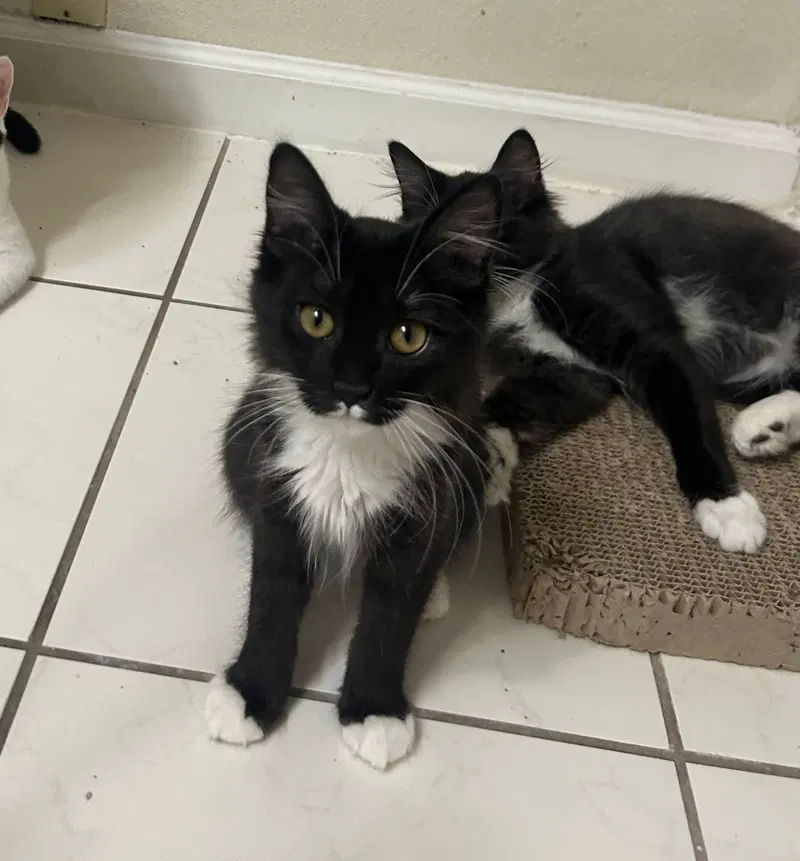 Sundae & Cookie, male Tuxedo kittens up for adoption