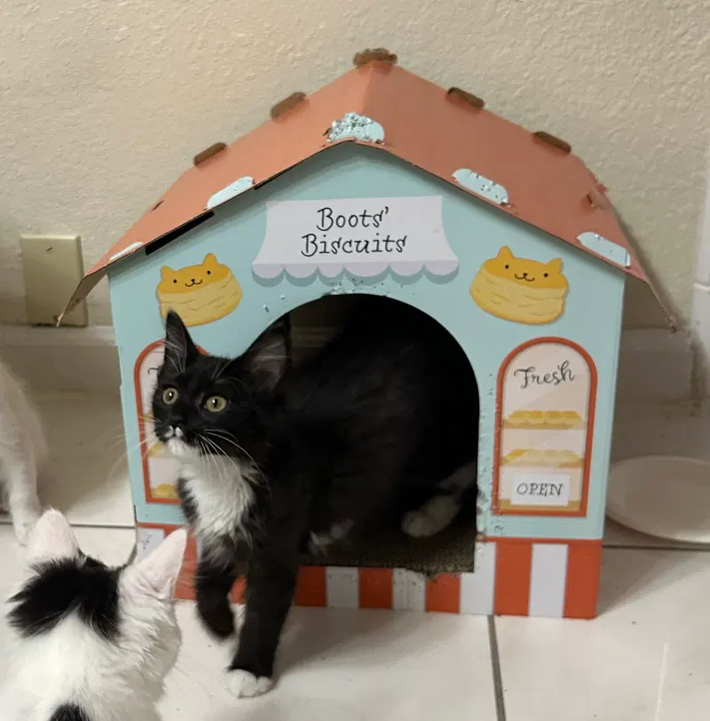 Sundae & Cookie, photo 3