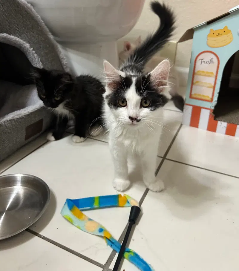 Sundae & Cookie, photo 4