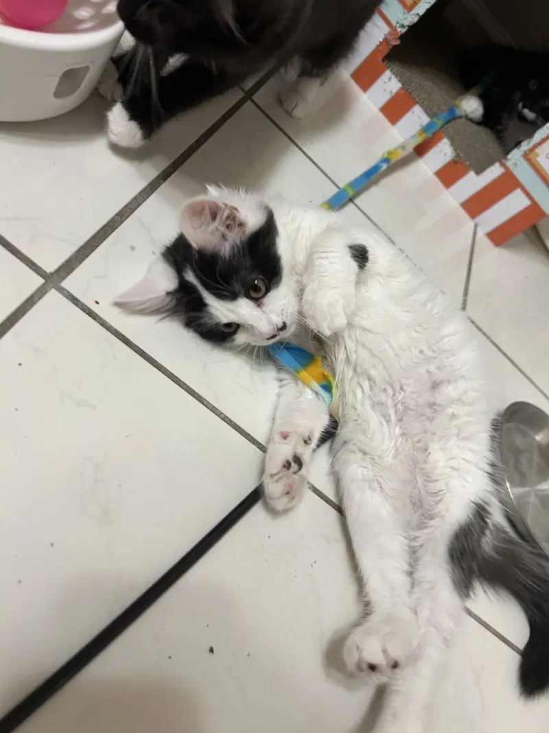 Sundae & Cookie, photo 6