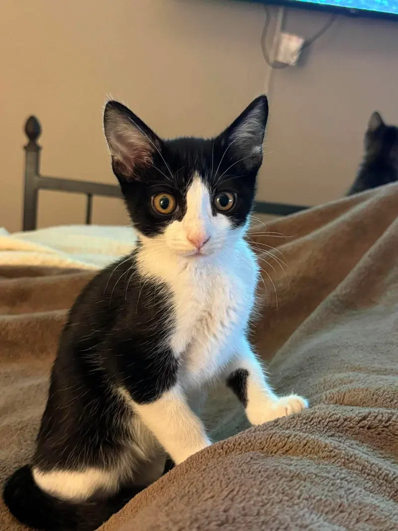 Pedal, a female kitten up for adoption