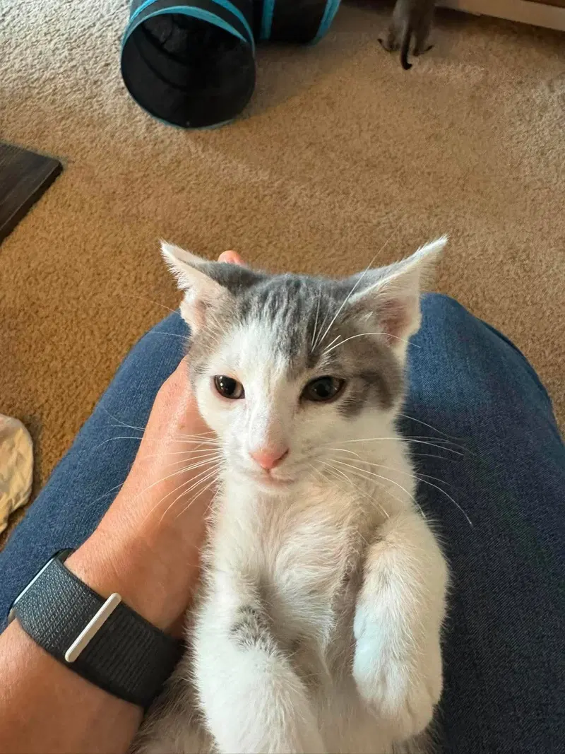Tank, photo 3