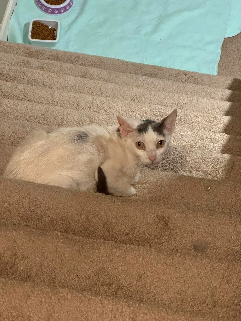 Massey Ferguson, a young female cat up for adoption
