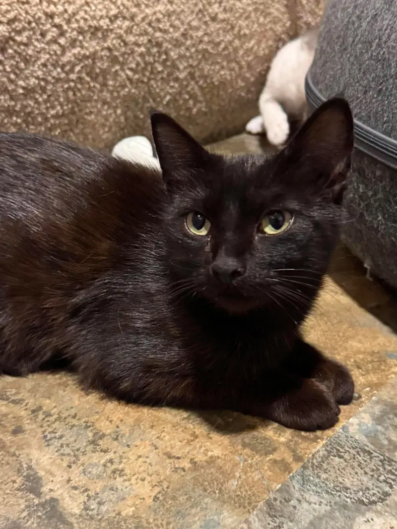 Allis Chalmers, a young female cat up for adoption