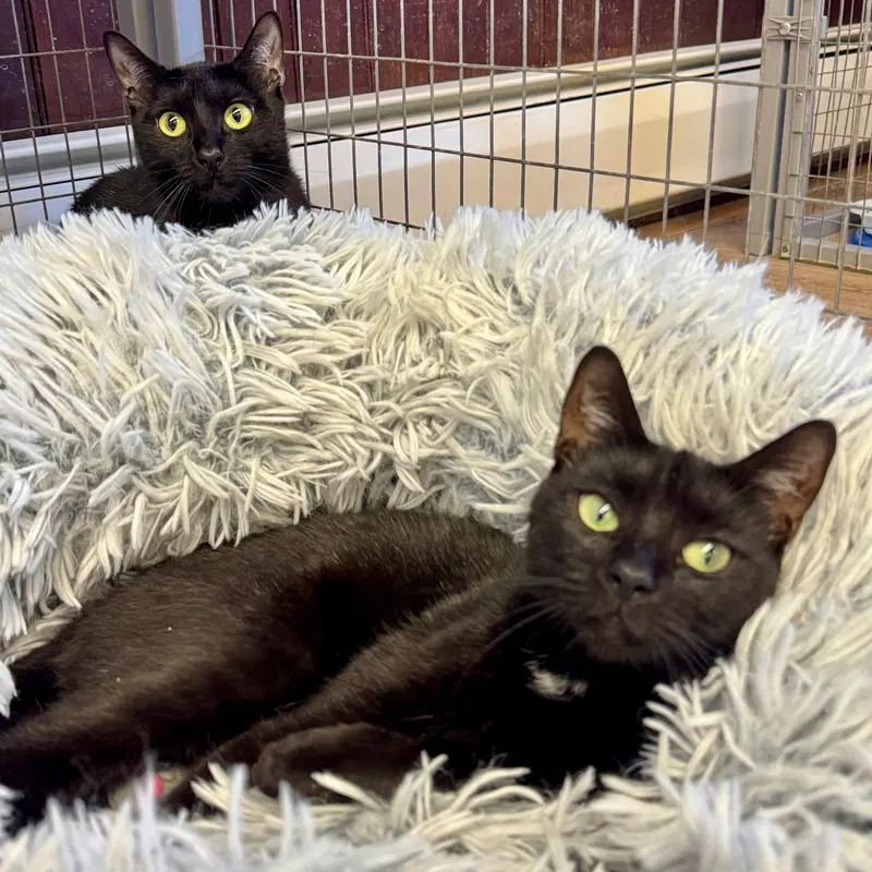 Bella & Cocoa, young female cats up for adoption