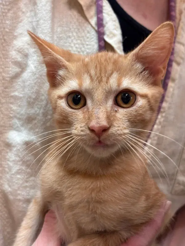 Langston, a male kitten up for adoption