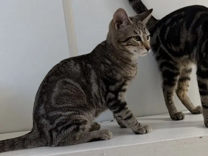 Havarti, a young female cat up for adoption