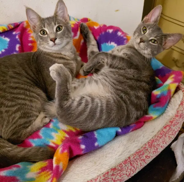 Yoda, a young male Bobtail cat up for adoption