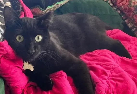 Roger, a young male Bombay cat up for adoption