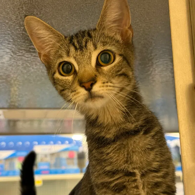 Amalia, a female kitten up for adoption