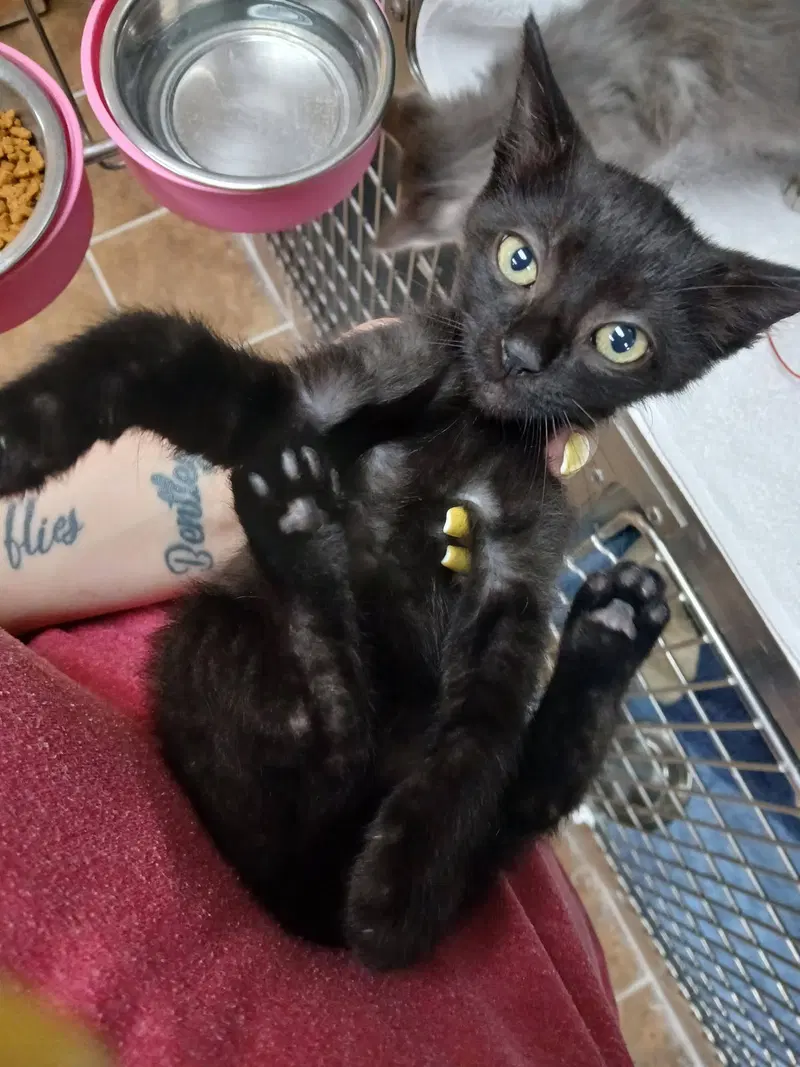 Male Kittens, photo 2