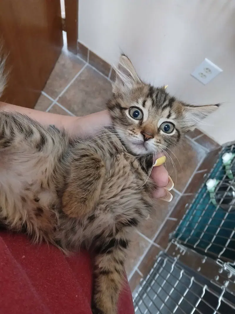 Female Kittens, photo 2
