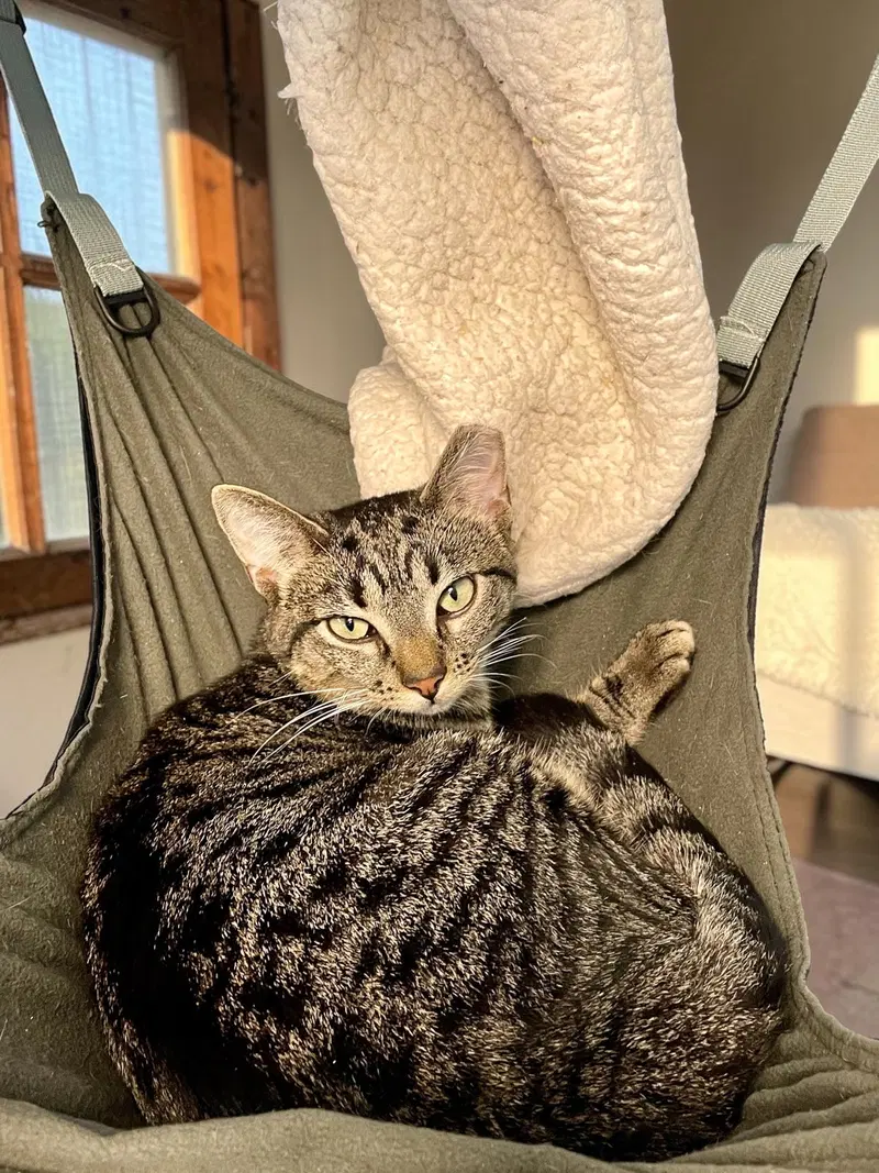 Peanut, photo 3