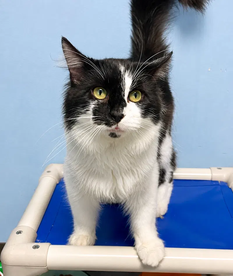 Bigfoot, an adult male cat up for adoption