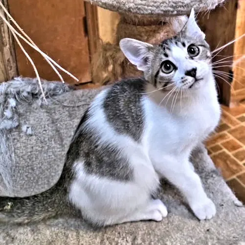 Jones, a male Tabby kitten up for adoption