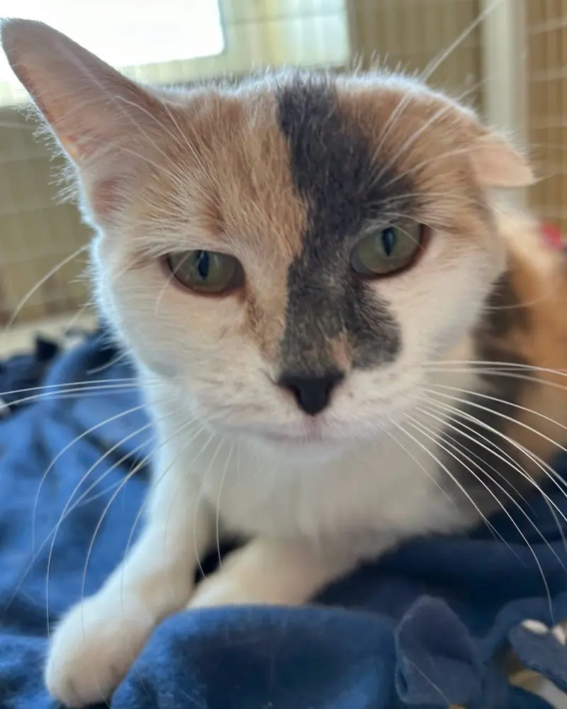 Sweet Pea, a female cat up for adoption