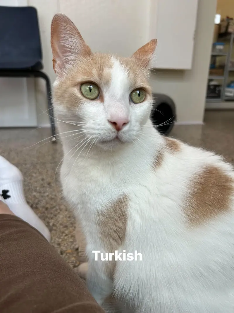 Turshi, photo 3