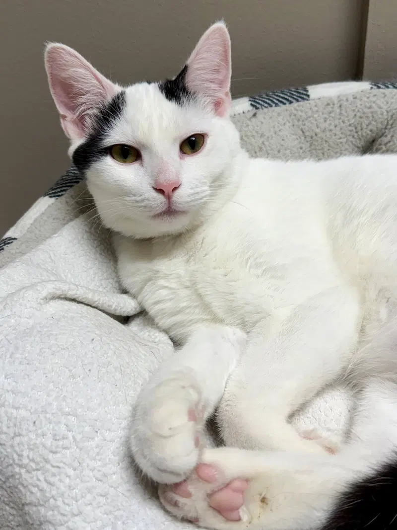 Cat, a young male cat up for adoption