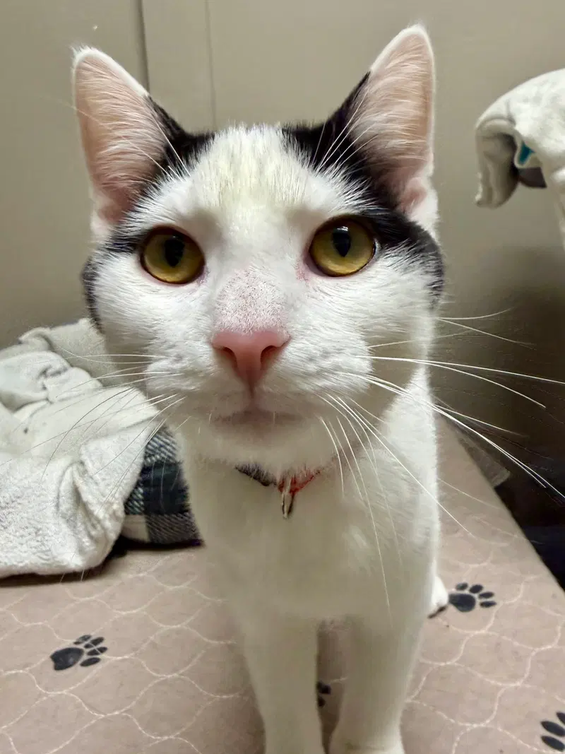 Cat, photo 3