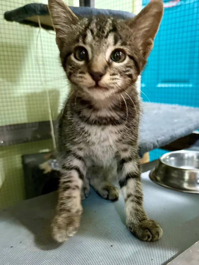 Cat, a female kitten up for adoption