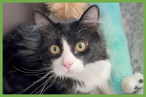 Watch the video of Figgy
