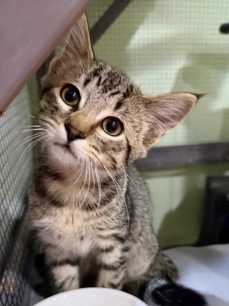 Cat, a female kitten up for adoption